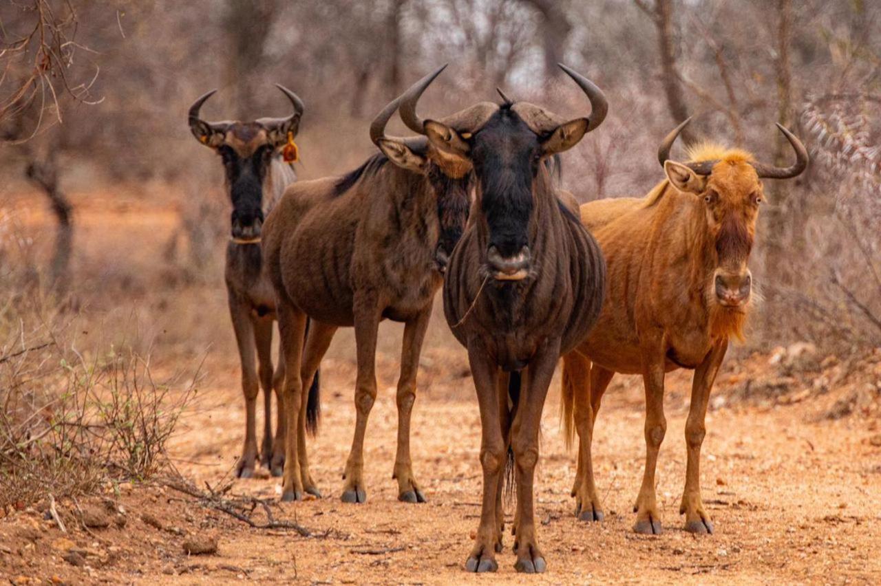 Hippomoon Lodge Game Reserve Hoedspruit Luaran gambar