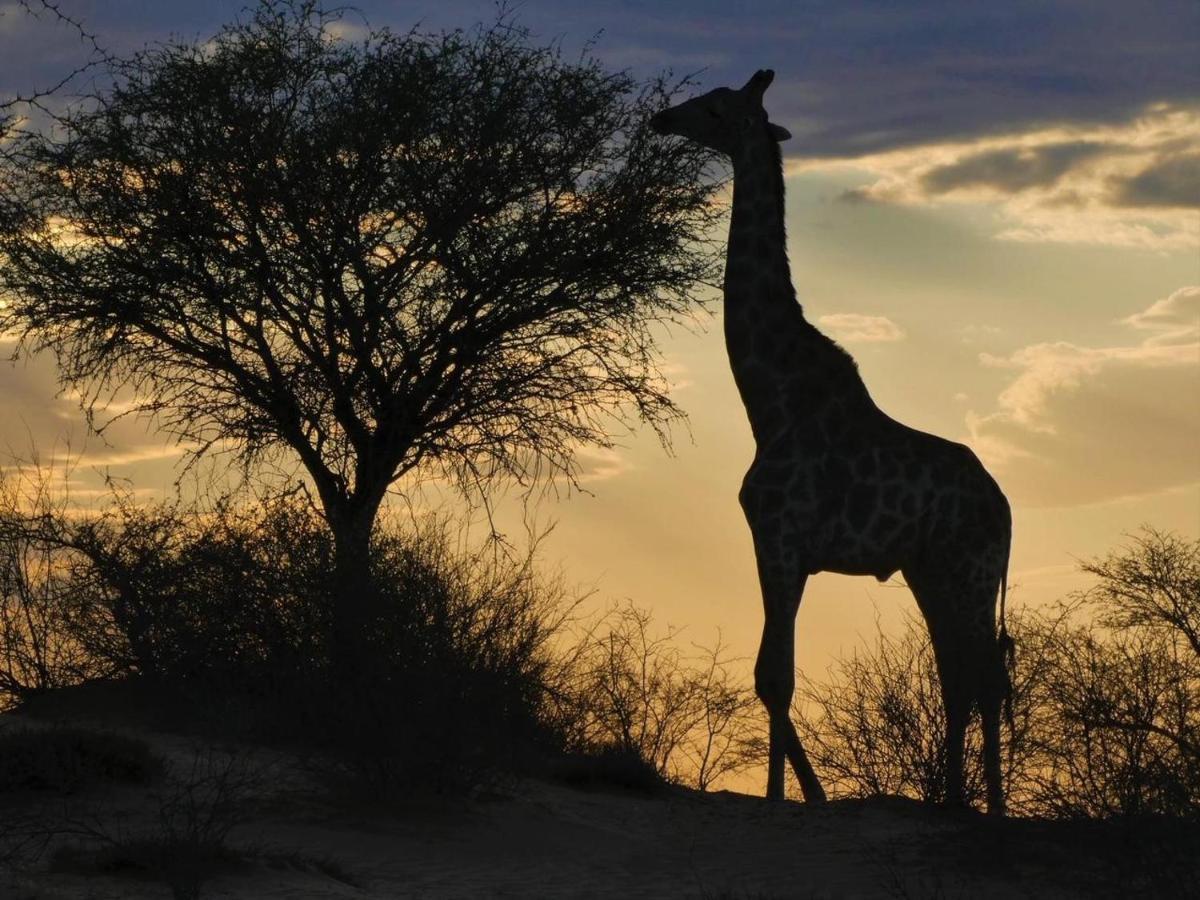 Hippomoon Lodge Game Reserve Hoedspruit Luaran gambar
